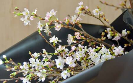 【一足早い春を、雪国新庄から】山形県新庄市産 啓翁桜 切り花（10本程度） F3S-2690