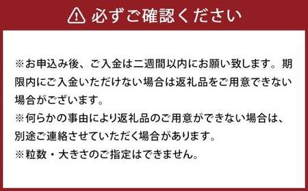 パクパクデコ 5kg バラ詰め 訳あり（B品） 不知火【2026年2月下旬-6月下旬発送】