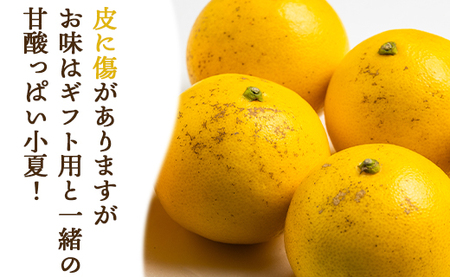 【2027年出荷分】【2回定期便】土佐の高知のくだもの畑 ハウス小夏2.5kg(家庭用) 高知 土佐 こなつ 果物 フルーツ 土佐の高知のくだもの畑 【先行予約】 - 家庭用 訳あり 小夏 ハウス ミカン みかん 蜜柑 柑橘 果物 フルーツ こなつ のし対応可 熨斗 国産 Wkd-0033