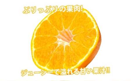 デコポン I12光センサー選果 約2kg （5～10玉） 【2026年12月上旬～2027年5月下旬発送予定】 でこぽん 蜜柑 みかん 果物 果実 フルーツ 熊本県 熊本市 常温
