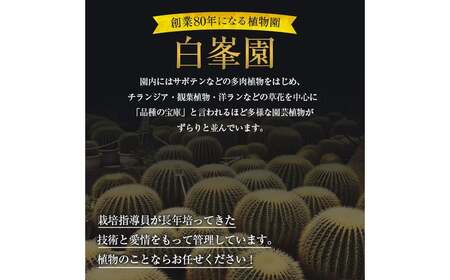 姫紅小松 25年生前後 【白峯園】 塊根植物 トリコディアデマ バルボサム Trichodiadema bulbosum 観葉植物盆栽 観葉 植物 コーデックス メセン インテリア  F21J-115