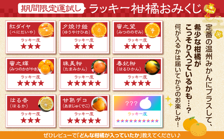 極甘みかん丸 5kg 定期便3回 温州 みかん