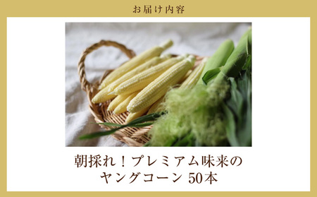 朝採れ！プレミアム味来のヤングコーン　　50本・S100