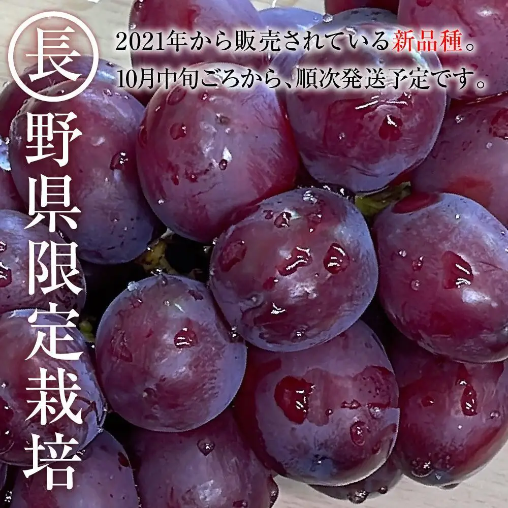 【先行予約】 C 2026 P クイーンルージュ® 粒どり6パック 約1kg弱 (2026年10月下旬頃～順次発送予定）長野県産 　国際特許有機肥料栽培