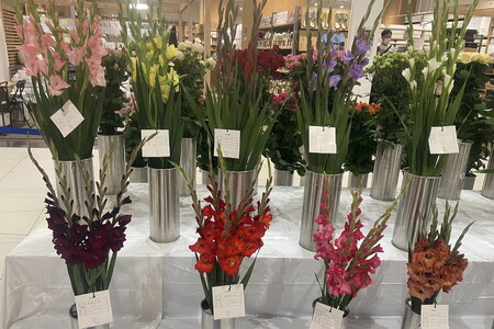 グラジオラスの花束 10本セット ※2026年6月上旬～7月上旬頃に順次発送予定 ※離島への配送不可