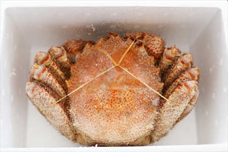 毛がに約500～600g×1尾 A-32045