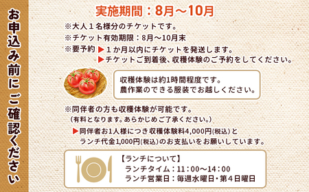 ＜桃太郎トマトの収穫体験（食堂ゆすかわのランチ付き）＞トマト収穫 体験 収穫 利用券 チケット 1名 1人 ランチ付き 桃太郎トマト トマト 持ち帰り 特産品 遊子川ザ・リコピンズ 愛媛県 西予市『1か月以内にチケット発送予定』SYR0008