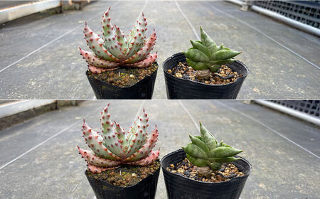 サンセベリア ボンセレンシスドワーフ ＆ アロエ マルロシー 各1株 sansevieria boncellensis dwarf ＆ Gymnocalycium mihanovichii長与町/アグリューム[EAI243]