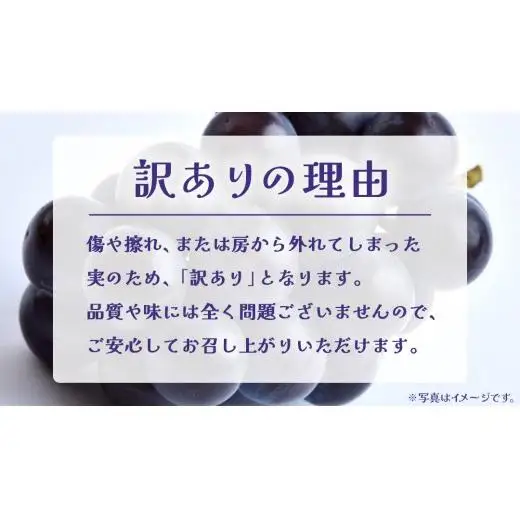 【 訳あり 】 巨峰 3kg 【2026年9月発送開始】(茨城県共通返礼品：大子町)