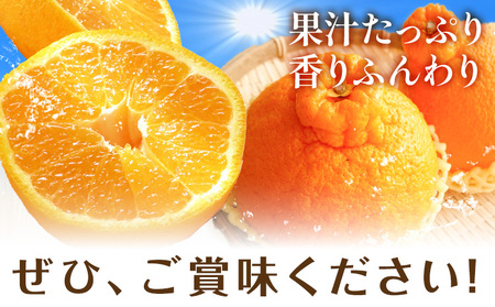 不知火 秀品・優品混合/サイズ混合 10kg 中畑農園 しらぬい 柑橘