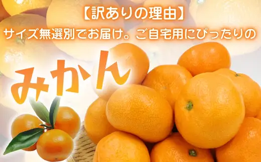 先行予約 2026年11月下旬より発送 【 訳あり 】 甘さが違う極上みかん 5kg 