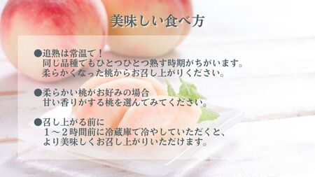 【贈答用】 田子町産白桃 約5kg（12～16玉） 8月出荷