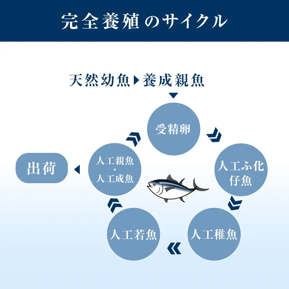 【近大マグロ 1本丸ごとお届け】鹿児島県 奄美大島産 近大マグロ 1本40kg前後 養殖クロマグロ 赤身 大トロ 中トロ 近畿大学