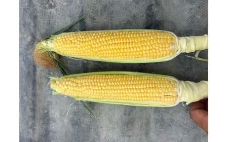 とうもろこし おおもの 5本入り ／ 23ファーム  奈良県 葛城市【fumi001】