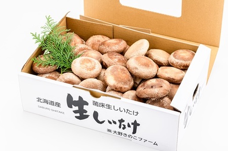 北海道の自然で育った 極撰 肉厚しいたけ1kg HOKBA001