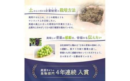 【2026年先行予約】 【訳あり】 Lino＆Kai Farmのシャインマスカット 3房前後(2kg前後）化粧箱入 【linokai013-01】