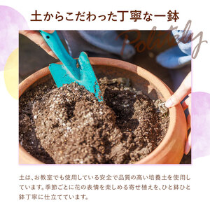 【6ヶ月定期便】フォーシーズン お花の寄せ植え 直径20～25cm Fleurbranch 《申込みの翌月出荷》熊本県 菊池市 定期便 花 鉢花 鉢植え 観葉植物 植物 インテリア ガーデン 雑貨