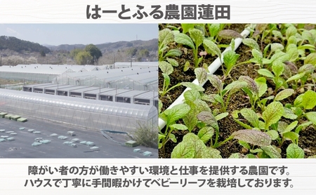 手摘み ミックスベビーリーフ 50g 10袋 ベビーリーフ 野菜 ヤサイ 旬の野菜 葉物野菜 生野菜 ハーブ 緑 彩り 柔らかい 手軽 サラダ サンドイッチ トッピング アクセント はーとふる農園 国産 冷蔵 送料無料 蓮田市 埼玉県