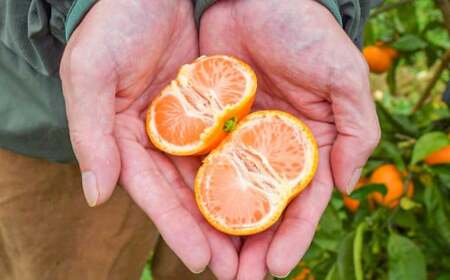 熊本県産みかん BUSAIKU MIKAN 7kg 【2026年10月上旬発送開始】 フルーツ 果物 くだもの みかん 蜜柑 柑橘