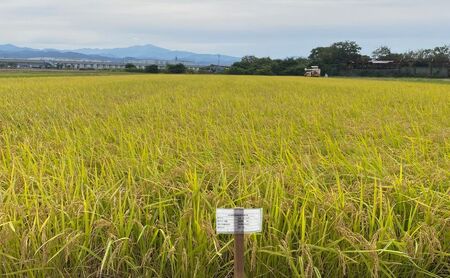 北本農場 こだわりのお米 令和7年産 石川県 にこまる米 白米10kg