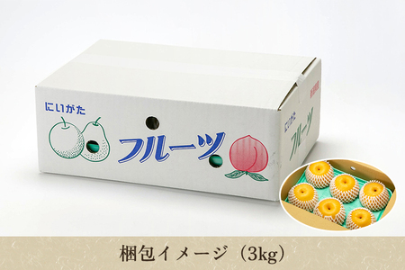 【2026年先行予約】【贈答用】和梨 新興 3kg（5～6玉）《10月中旬～順次出荷》 しんこうなし 果物 フルール ナシ 新潟産 加茂市 入江果樹園 