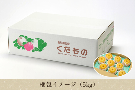 【2026年先行予約】【贈答用】和梨 新興 5kg（7～10玉）《10月中旬～順次出荷》 しんこうなし 果物 フルール ナシ 新潟産 加茂市 入江果樹園 