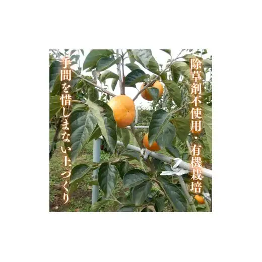 早秋柿・太雅柿・太秋柿　早生柿3種食べ比べセット（茨城県共通返礼品・かすみがうら市産) / 柿 カキ かき 早秋柿 太雅柿 太秋柿 食べ比べ 果物 フルーツ 3.5kg 果物 フルーツ 産地直送 ギフト 贈答 利根町