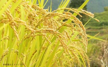 【 令和7年産 】 中央市産 コシヒカリ 5kg 米 お米 白米 精米 こしひかり 国産 山梨県産 ご飯 白飯 おにぎり