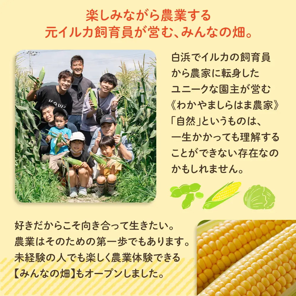 ［先行予約］しらはま農家 とうもろこし Lサイズ 12本 ［2026年6月発送予定］