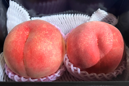 【期間限定発送】 桃 さくら白桃 極みの大玉 500g以上 2玉 [東城農園 山形県 高畠町 tk06ayt370006]