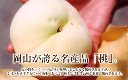 岡山の白桃 （大玉 ／ 晩生種） 3玉 （1玉約300g） 計約900g 桃 もも モモ 白桃 くだもの 果物 国産フルーツ 国産 岡山県 倉敷市  【2026年8月上旬～8月下旬発送予定】