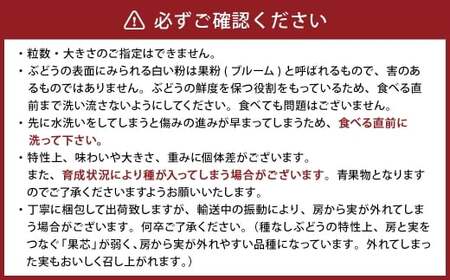 【うちとくだもん】 のこだわりぶどう ぶどう 4種食べ比べセット 各1房 計4房 約2kg 【2026年10月上旬～11月下旬まで順次発送予定】