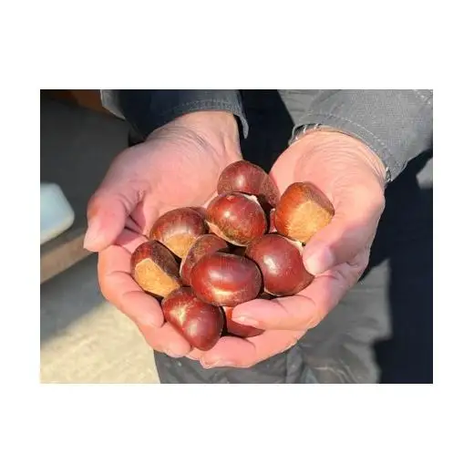 哲西栗（生栗）1kg 【先行予約 2026年10月から順次発送】