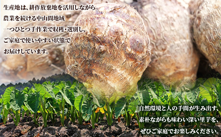 先行予約＜朝霧育ちのねっとり里芋 約1kg＞野菜 やさい さといも サトイモ 国産里芋 愛媛県産 野村町 ねっとり 粘り ほくほく もちもち 新鮮 煮物 家庭用 料理用 冬野菜 期間限定 数量限定 ノムランド 愛媛県 西予市【常温】『2026年12月頃より順次出荷予定』NNM0011
