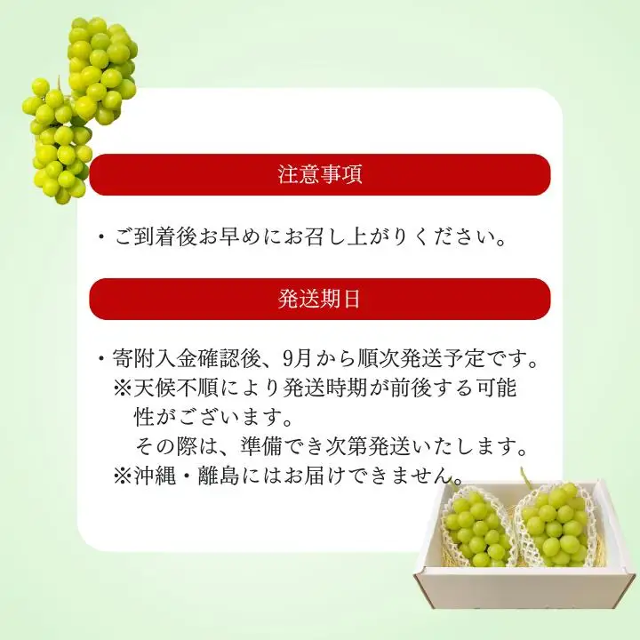 シャインマスカット　1.2kg（2～3房）ぶどう ブドウ 葡萄 シャインマスカット 果物 くだもの フルーツ 1.2kg カクタファーム 朝採り 産地直送 産直 期間限定 千葉県 匝瑳市