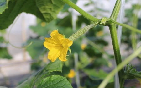 四川きゅうり 1.5kg 本田農園 野菜 ギフト | 石川県 小松市 本田農園