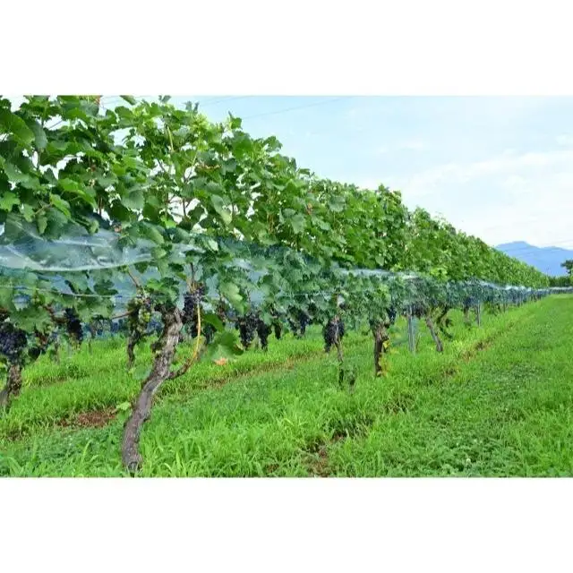 特別な日の乾杯を塩尻で。スパークリング飲み比べ3本セット