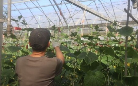 四万十市産 きゅうり 10kg 朝採れ 新鮮 野菜 やさい 高知県産 国産 胡瓜 キュウリ みずみずしい 産地直送 お取り寄せ 旬 ハウス栽培 農家直送 高知県 高知 四万十市 四万十 しまんと【発送時期：11月中旬～4月下旬】26-0032