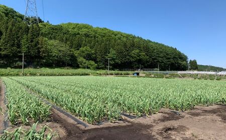 丸美農園 田子町産【遠赤外線熟成】黄金の黒にんにく(Mサイズ)　6個
