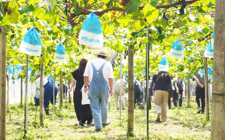 九州アルプスで育ち竹田市名水で実を付けた シャインマスカット 2房  （ 約300 ～ 約450g × 2房 ）【2026年9月上旬～10月上旬まで順次発送予定】