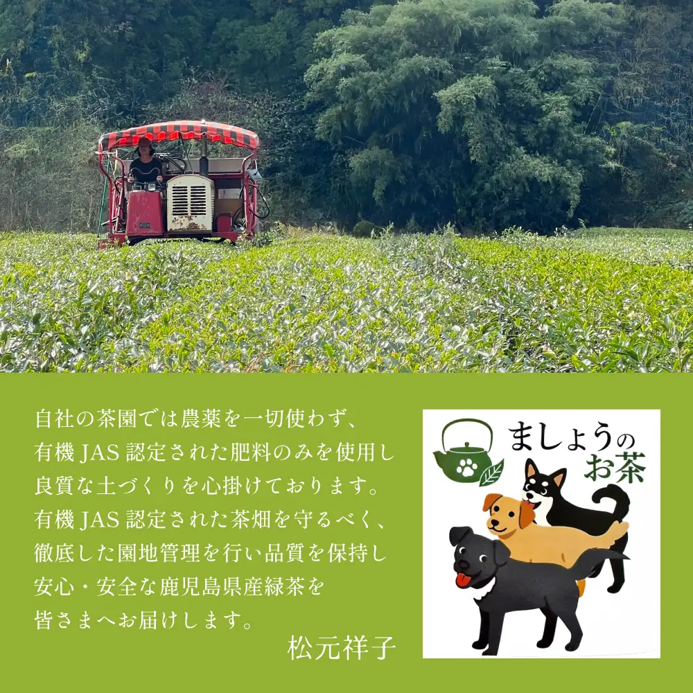 【鹿児島県産緑茶】ましょうのお茶「さえあかり」「さえあかり×在来茶」4本セット 計200g 鹿児島県産 かごしま お茶 日本茶 緑茶 茶葉 南さつま市