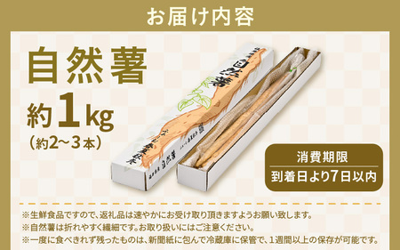 自然薯 1kg (2～3本) 2026年12月中旬以降発送 野菜 じねんじょ 自然薯 とろろ [A-22202]