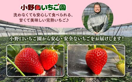 【定期便3ヶ月】とちあいか専用 プレミアム定期便 ｜ とちあいか イチゴ 苺 栃木県 果物 フルーツ 栃木県 壬生町 産地直送 ※2027年1月頃より順次発送予定 ※離島への配送不可