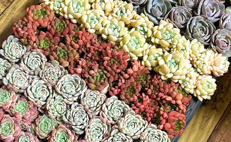 【ふるさと納税】多肉植物 エケベリア セダム おまかせ128苗セット 2.8cmポット 切苗 詰め合わせ 癒しのおしゃれインテリア 観葉植物 ガーデニング ミニグリーン 千葉県 成田市