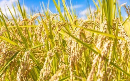 おこめの離乳食 10袋セット おこめ 米 コメ お米 お砂糖不使用 無添加 国産 熊本県産 離乳食 無添加フード グルテンフリー ポン菓子