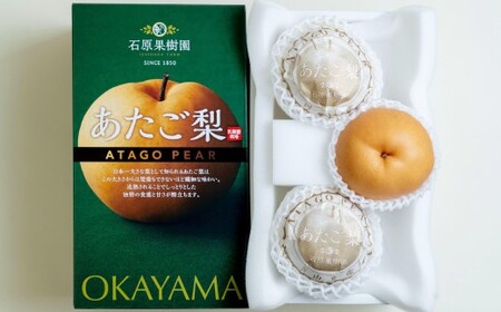あたご梨 3～6玉 合計約3kg 化粧箱 梨 ナシ なし 愛宕梨 あたごなし ジャンボ梨 【2026年11月下旬～12月下旬発送予定】