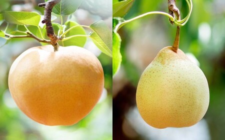 あたご梨・鴨梨（ヤーリー）詰合せ 2玉 合計約2kg 贈答箱 梨 ナシ なし 愛宕梨 あたごなし ジャンボ梨 【2026年11月下旬～12月下旬発送予定】