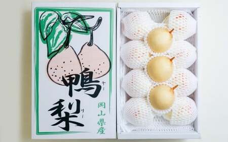 鴨梨（ヤーリー） 6～13玉 合計約4kg ご家庭用 梨 ナシ なし 【2026年11月下旬～12月下旬発送予定】