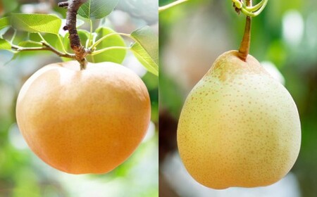 あたご梨 2～3玉・鴨梨（ヤーリー） 3～7玉 詰合せ 合計約4kg ご家庭用 梨 ナシ なし 愛宕梨 あたごなし ジャンボ梨 【2026年11月下旬～12月下旬発送予定】