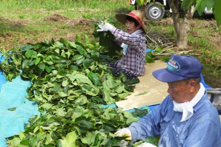オーガニック杜仲茶 3g×30包 & 5g×30包 [菱和 福岡県 筑紫野市 10011]
